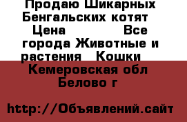 Продаю Шикарных Бенгальских котят › Цена ­ 17 000 - Все города Животные и растения » Кошки   . Кемеровская обл.,Белово г.